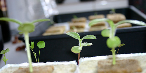  Seedlings were placed in propagator, 14 July 2007.