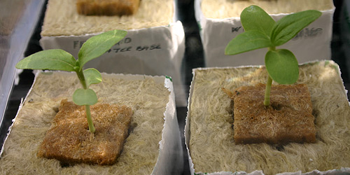  Seedlings were placed in propagator, 14 July 2007.