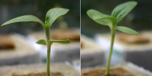  Seedlings were placed in propagator, 14 July 2007.
