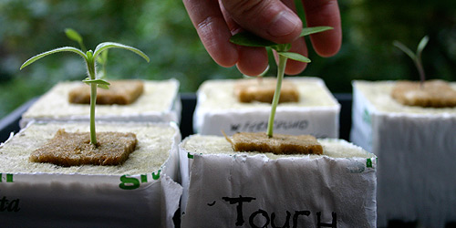  Plant on left is the control and administering touch stimulation on right plant, 14 July 2007.