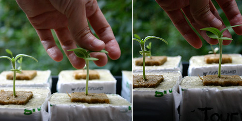  Plant on left is the control and administering touch stimulation on right plant, 14 July 2007.