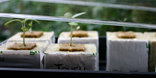  Seedlings were placed in propagator, 14 July 2007.