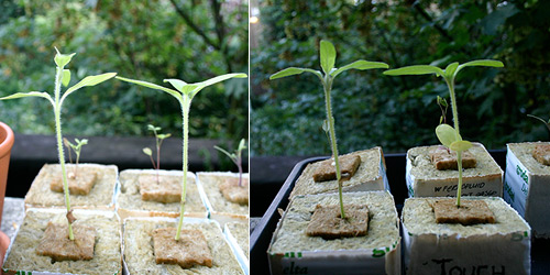  Height difference (approximately 1-2cm) between control and touched plant, 24 July - 3 August 2007.