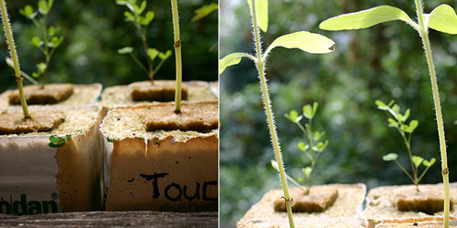  Note reduced hairs on touched plant (right), 16 August 2007