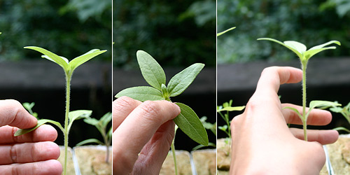  Plant on left is the control and administering touch stimulation on right plant, 14 July 2007.