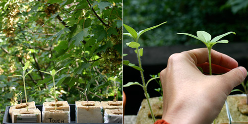  Plant on left is the control and administering touch stimulation on right plant, 14 July 2007.