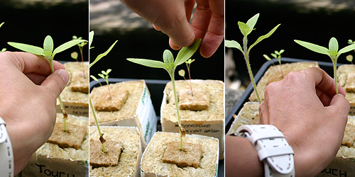  Administering touch simulation on right plant, 01 August 2007.