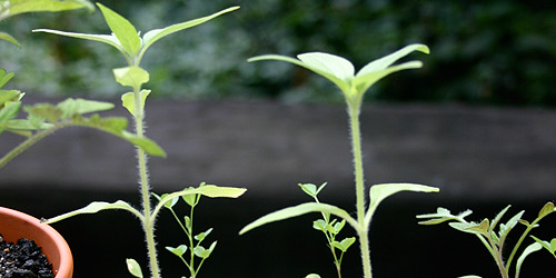  Height difference (approximately 2cm) between control and touched plant,  22 August 2007.