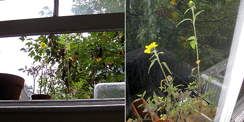  Note early flowering on control (left) and reduced height in comparison to the plant on right (touched) that was subjec