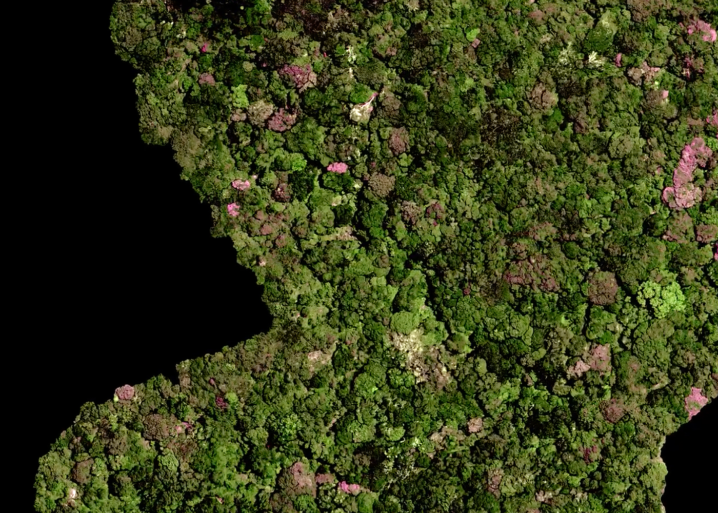 Mosaic Map, Drone Mission search for the Encephalartos woodii, oNgoye Forest, KwaZulu-Natal, South Africa. Image: Drone 