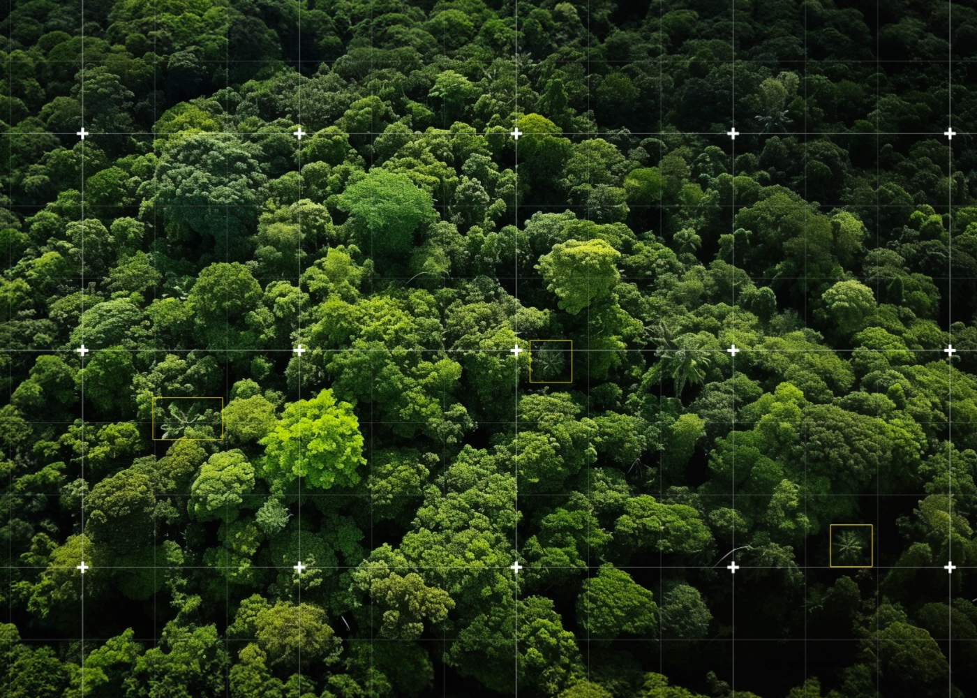 AI-generated image using a diffusion model demonstrating the use of synthetic data to train AI to detect cycads. Image: 