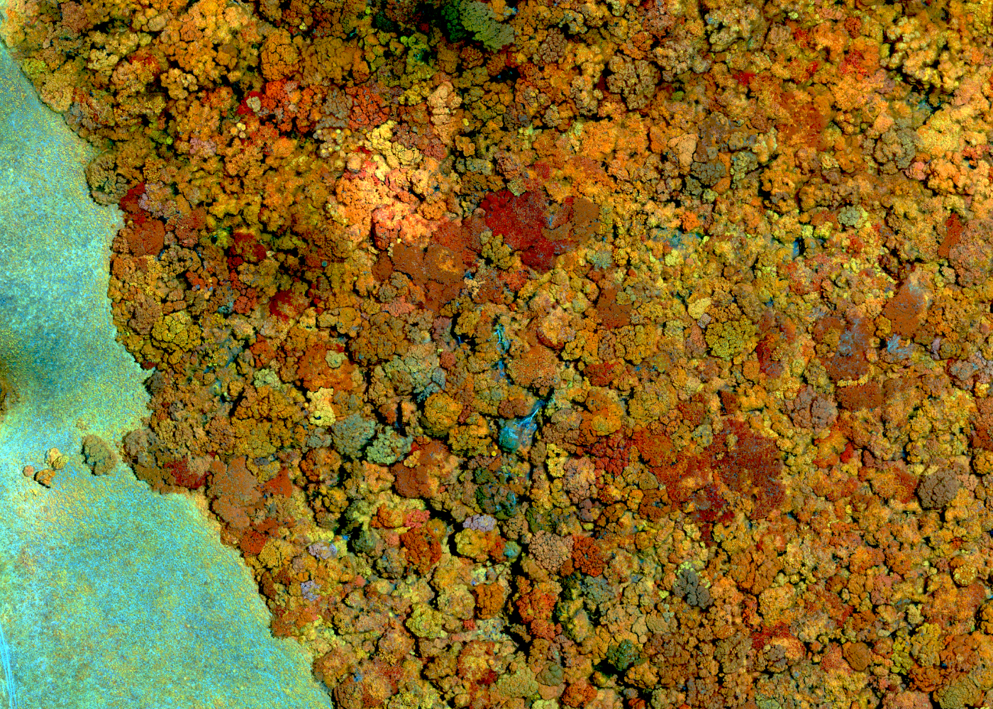 Mosaic map of Drone Search for Encephalartos woodii. Drone Image: Tim Baker. Mosaic Map: Debbie Jewitt © C-LAB.