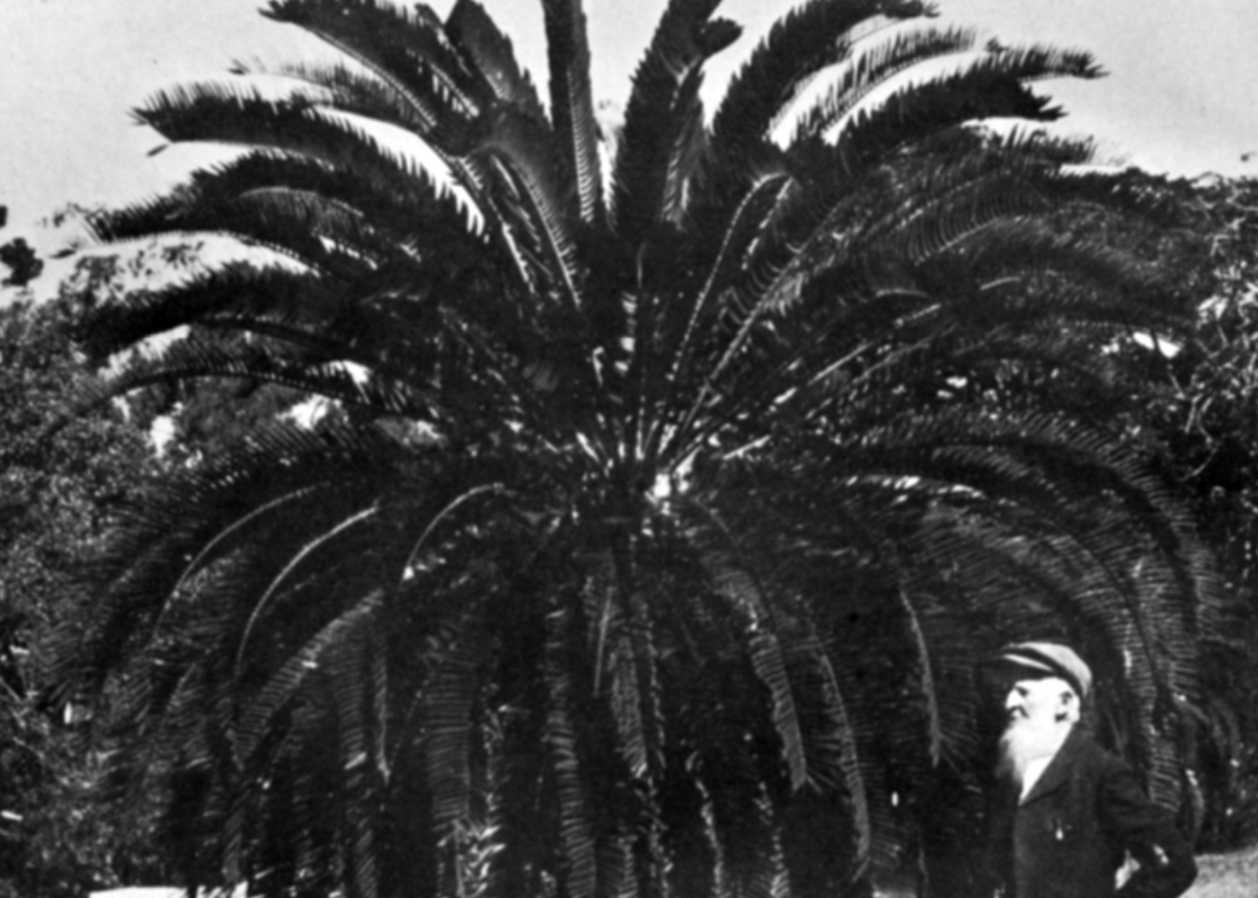 John Medley Wood with the Encephalartos woodii. Image from Kew Bulletin with description of plant's discovery by John Me