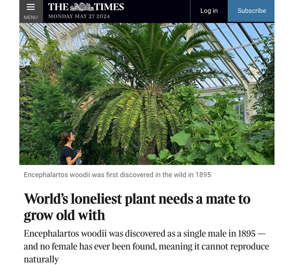 World's loneliest plant needs a mate to grow old with, Tom Whipple, The Times (UK), 26 May 2024 