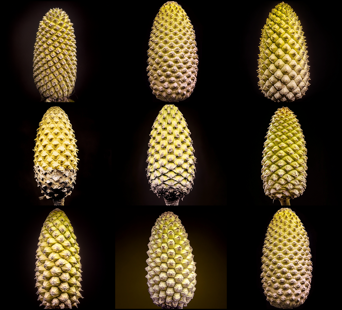 Speculative Renderings of a Female Encephalartos woodii Cone © C-LAB.

To date, no female cones of E. woodii have been o