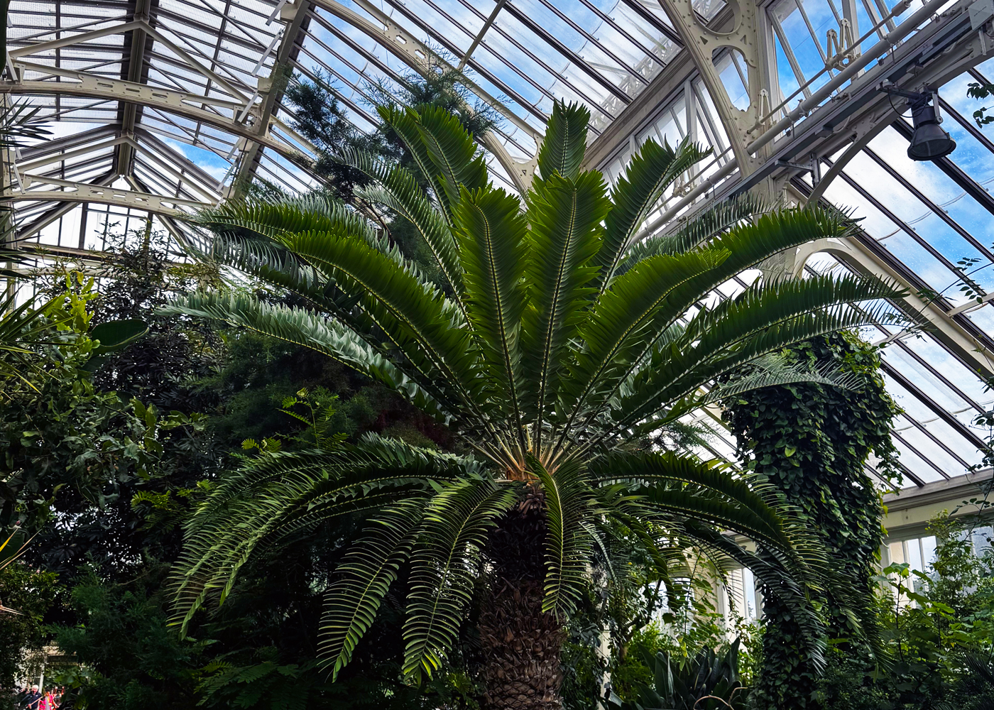 E. Woodii at Temperate House, Royal Botanic Garden, Kew, September 2025. Photo: Laura Cinti. This E. Woodii specimen in
