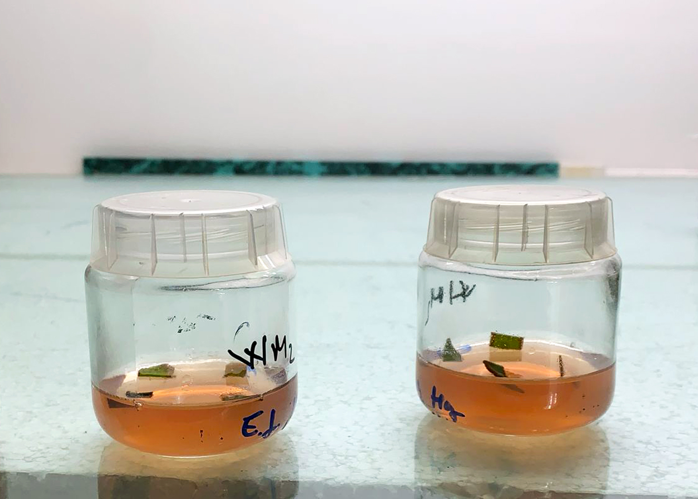 Our attempts to introduce E. ferox in vitro, Institute of Biology, Bucharest, Romanian Academy, 2026. Photo: Florenta-El