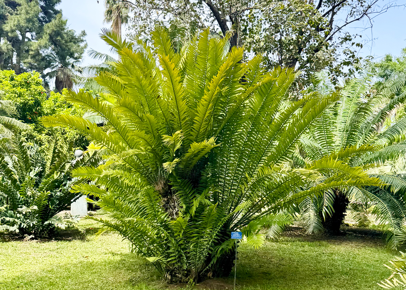 Encephalartos woodii × natalensis, Orto Botanico di Palermo, Italy, 2026. Photo: Laura Cinti © C-LAB