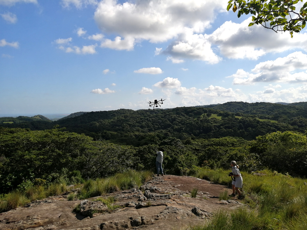  Drone Mission Search for Encephalartos woodii , oNgoye Forest, KwaZulu-Natal, South Africa © C-LAB.