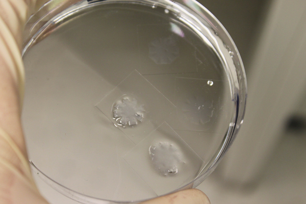 'Cellular Propeller' (2013-2016), Experiment artifacts includes various coatings, designs and lab material, DFZK, Heidel