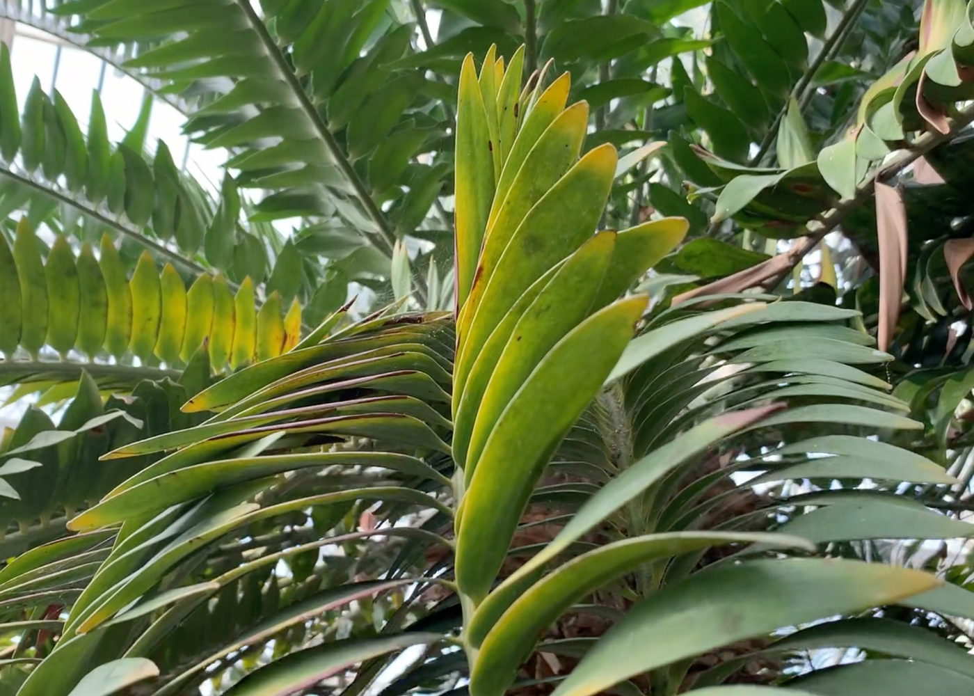 Encephalartos woodii, Temperate House, Royal Botanic Garden, Kew, September 2021. Photo: Laura Cinti. The Encephalartos