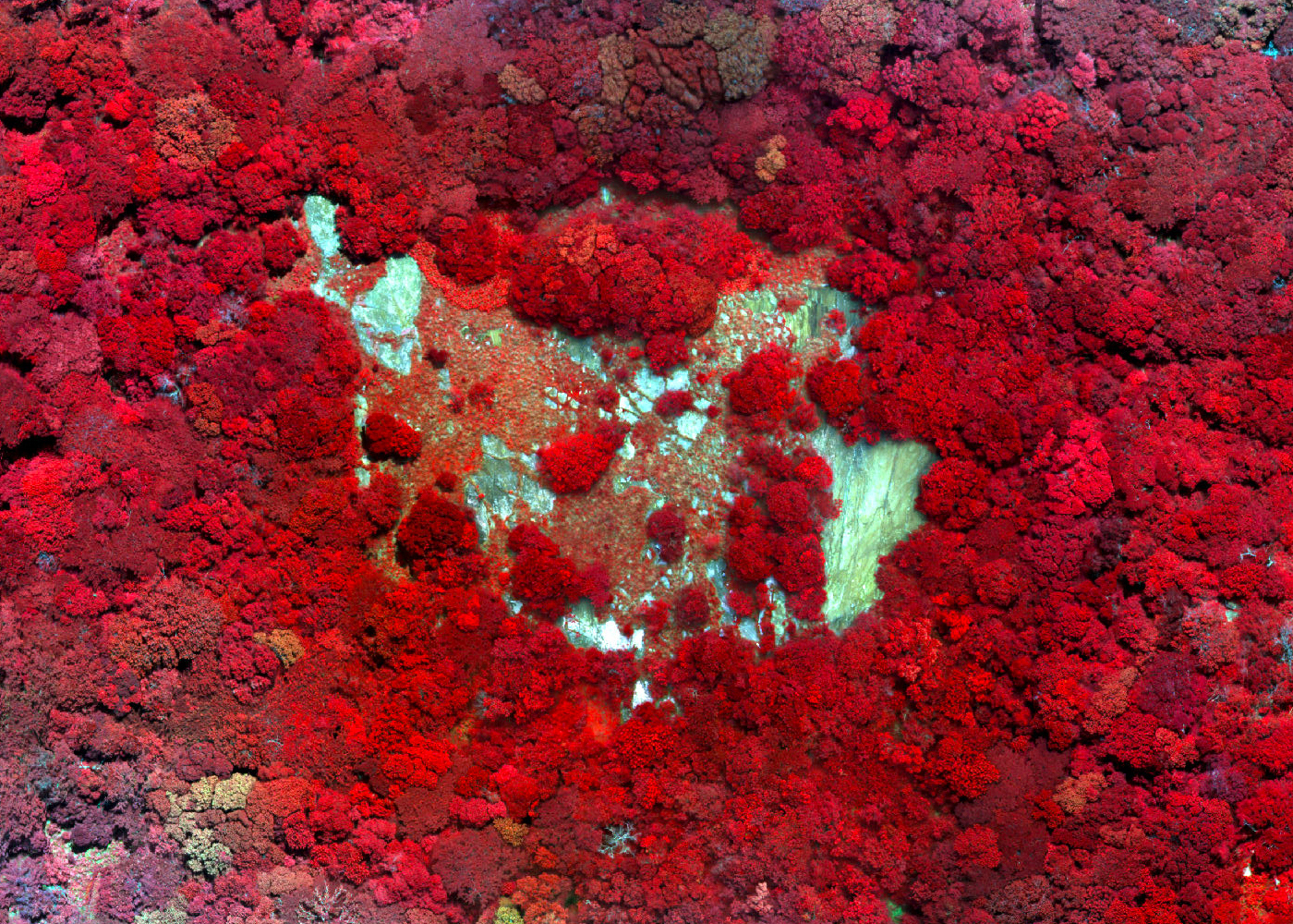 Drone Mission Search for Encephalartos Woodii, Ngoye Forest, South Africa. Mosiac map: Dr Debbie Jewitt, Ezemvelo KZN Wi