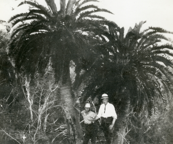Encephalartos woodii in habitat. The original male plant found in Ngoye, Zululand taken on the expedition by James Wylie