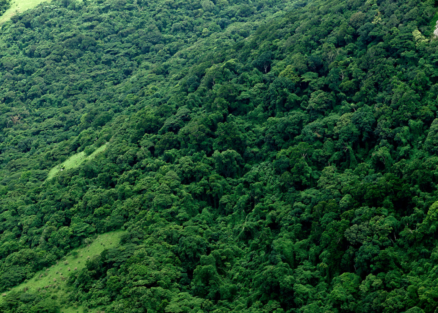 Aerial photograph over Ngoye Forest. Photo: Steve McCurrach, The Bateleurs, 2021.
