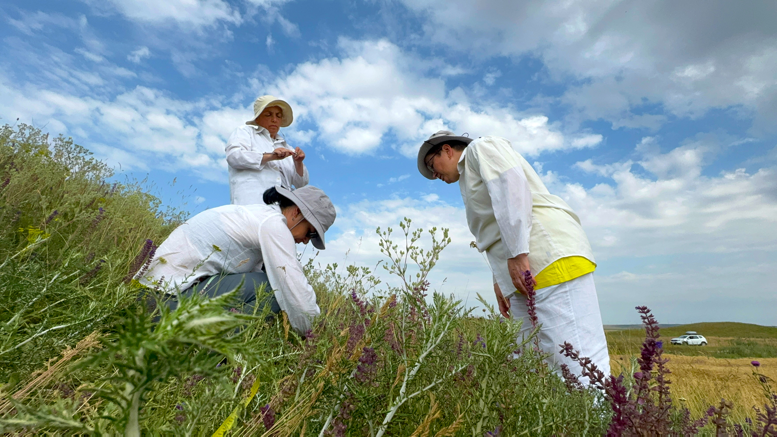 Carrying out long-term demographic monitoring of Salvia nemorosa to study how landscape affects population survival, Dob