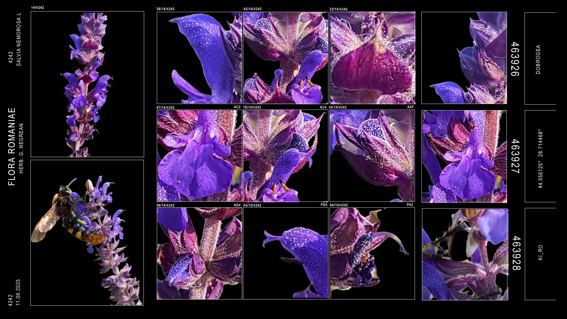 Our Salvia, Film still, © C-LAB.
