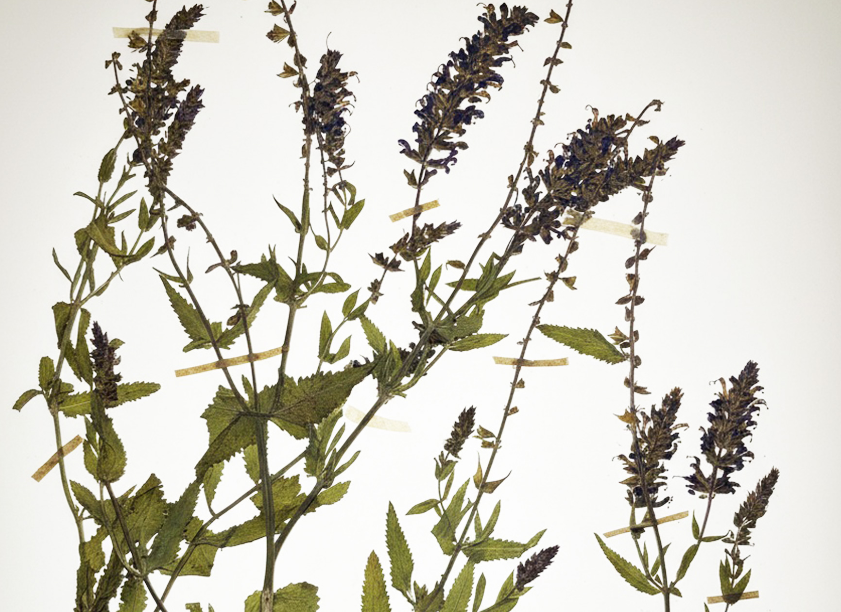 Dialogue with Time: Herbarium Studies, Our Salvia stretches across decades and centuries. Specimens from 1869 to more r