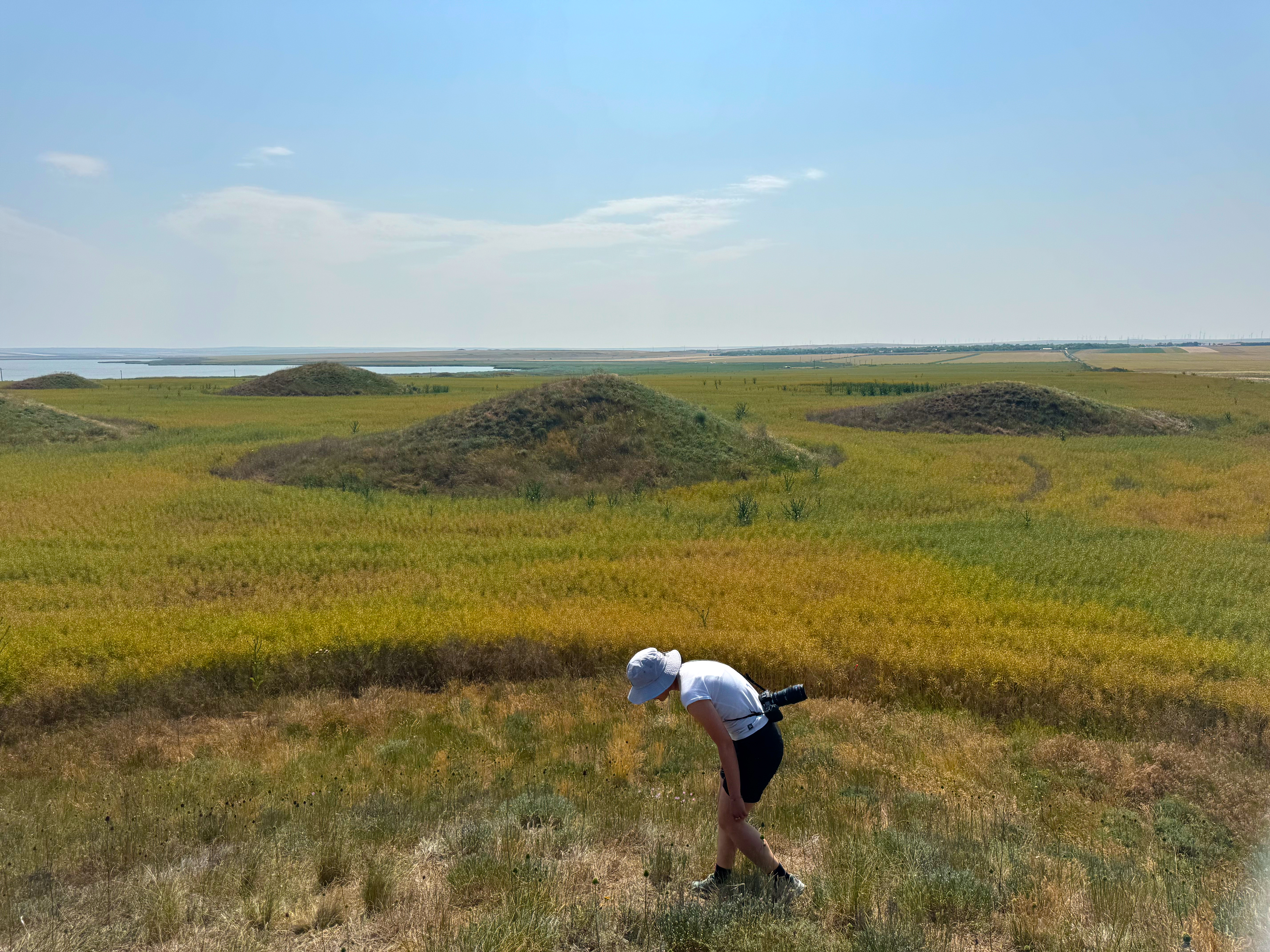 Dr. Roxana Nicoară conducting demographic studies of Salvia nemorosa on the kurgan, Dobrogea, Romania. June 2025, Photo: