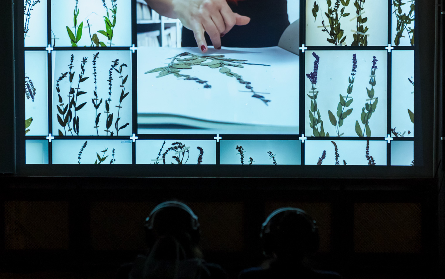 Our Salvia, Soft Thresholds, Atelier030202, Bucharest, Romania. Photo: Alina Usurelu.