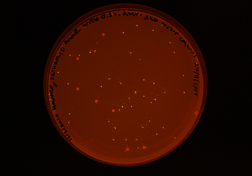 Bacterial World, 2010