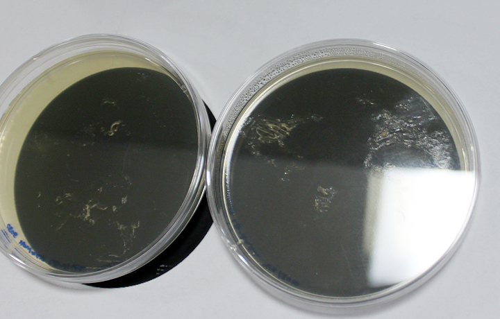 Draft: Rough sketching of bacteria using petridishes with world-at-night as template, Bacterial World, Howard Boland