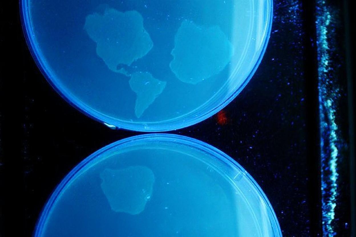 Draft: very simple 2D bacterial world map, Bacterial World, Howard Boland, 2010 -