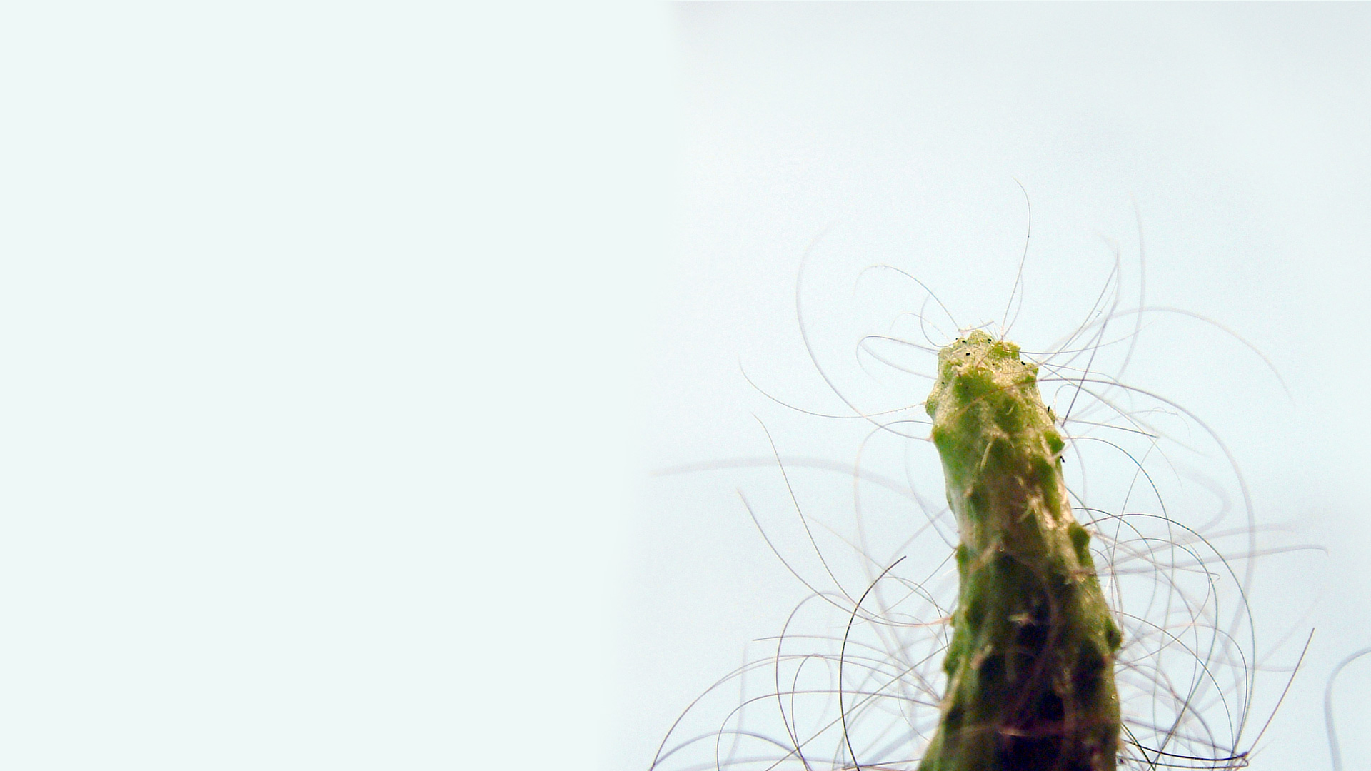 THE CACTUS PROJECT