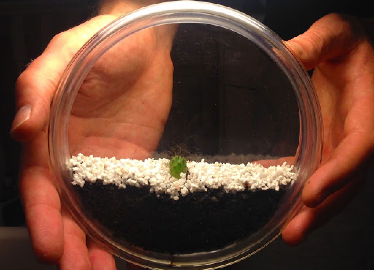 The Cactus Project (2001), Sense Nonsense, Van Abbemuseum, Design Academy Eindhoven, The Netherlands, 2014 © C-LAB