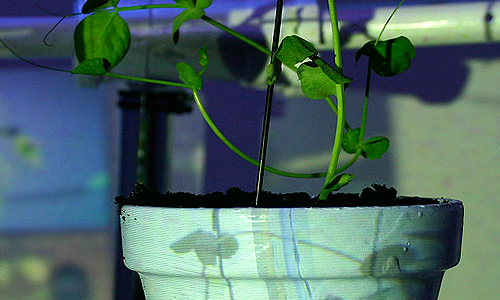 Growthoscope Video projected over plant