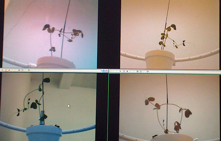 Laura Cinti, 'Growthoscope', 2008/11