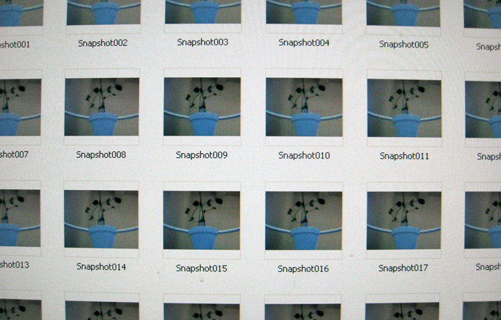 Growthoscope Sequential snapshots