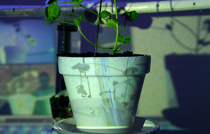 Laura Cinti, 'Growthoscope', 2008/11