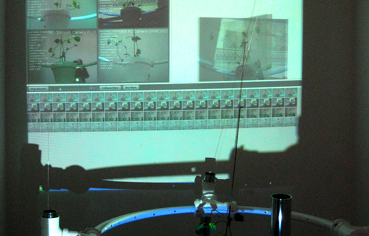 Laura Cinti, 'Growthoscope', 2008/11