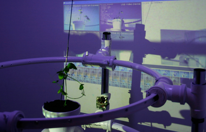 Laura Cinti, 'Growthoscope', 2008/11