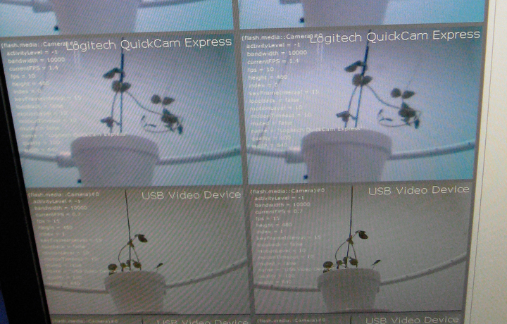 Laura Cinti, 'Growthoscope', 2008/11