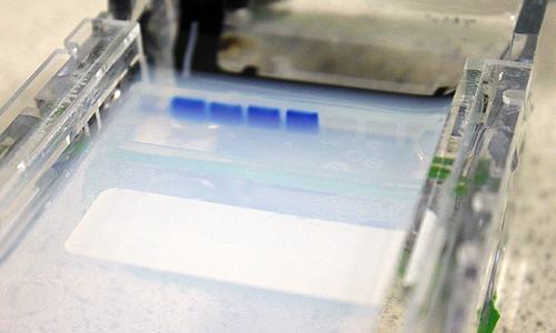 Running and Extracting DNA Material Using Electrophoresis