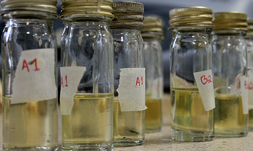 Endless Cycle: Growing and Harvesting Genetic Material in Bottles of Media – A visual representation of the continuous p