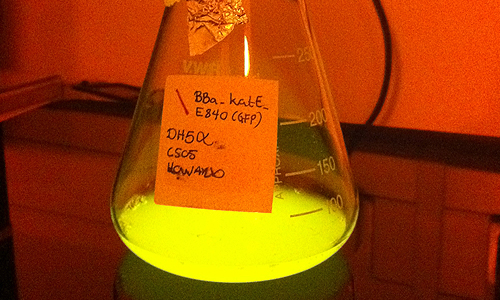 Colony Growth in Liquid Media – Over time, the bacterial colony develops in liquid culture, displaying a vivid green iri