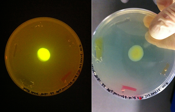 Allowing the Colony to Grow – The selected bacterial colony is cultivated into a large, vibrant growth, showcasing its d