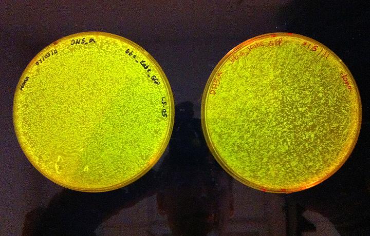 Howard Boland, 'katE', 2010 - expressions on plates